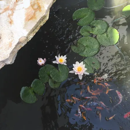 Hotel miłości Feherhaz Alkalmi Szallo 2*