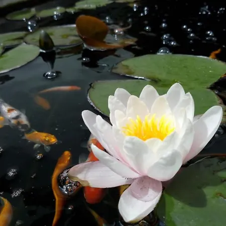 Feherhaz Alkalmi Szallo 러브호텔 2*